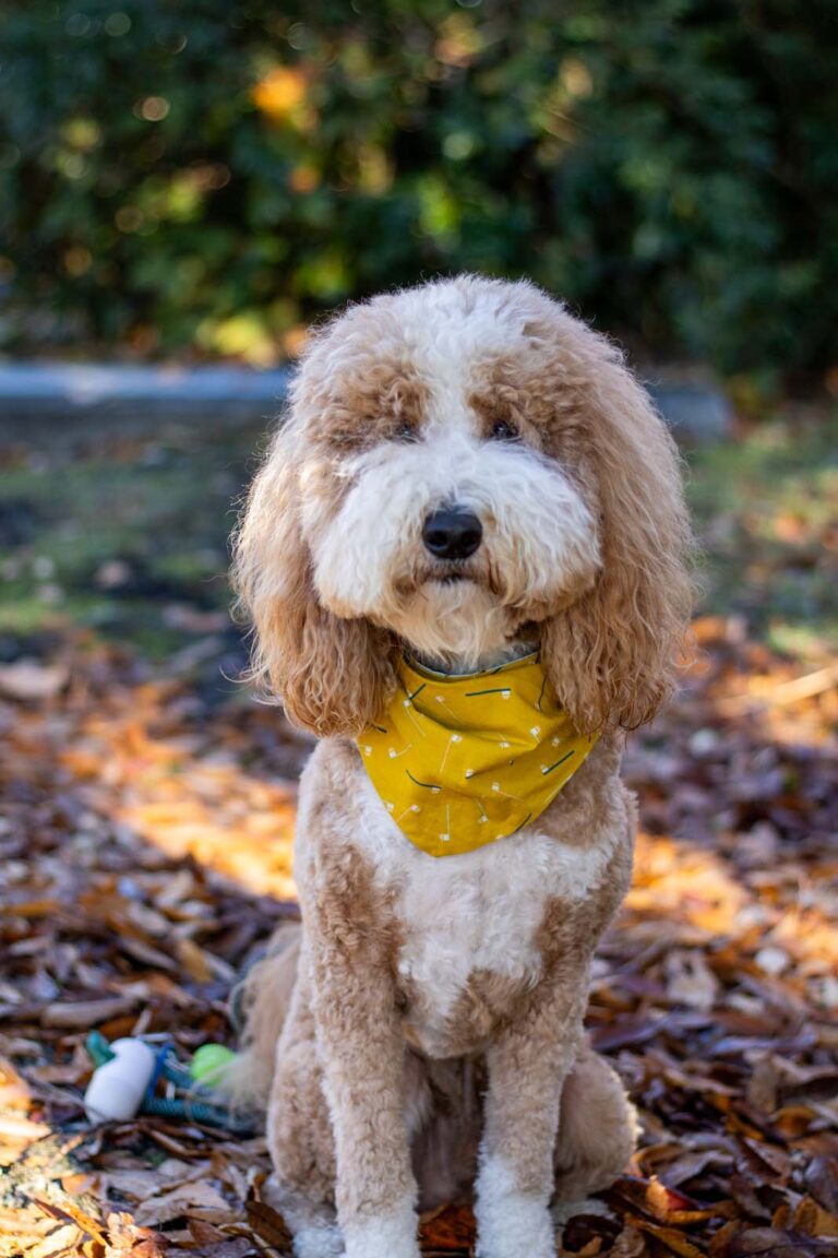 A dog with curly fur sits on the ground covered with fallen leaves, wearing a yellow bandana with a pattern. The background is indicating an outdoor setting with greenery.